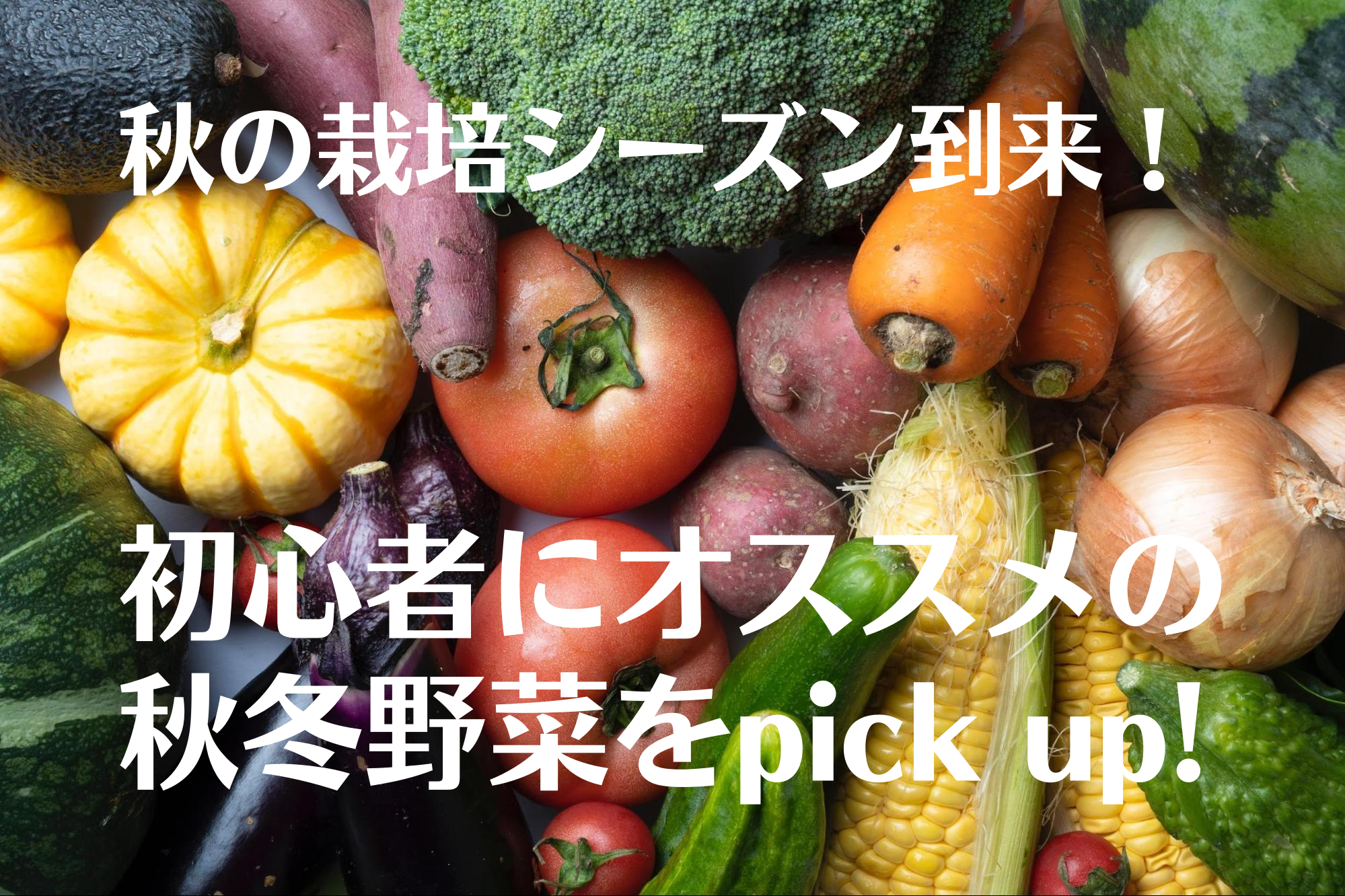 秋の栽培シーズン到来 初心者にオススメの秋冬野菜をpick Up ノウキナビブログ