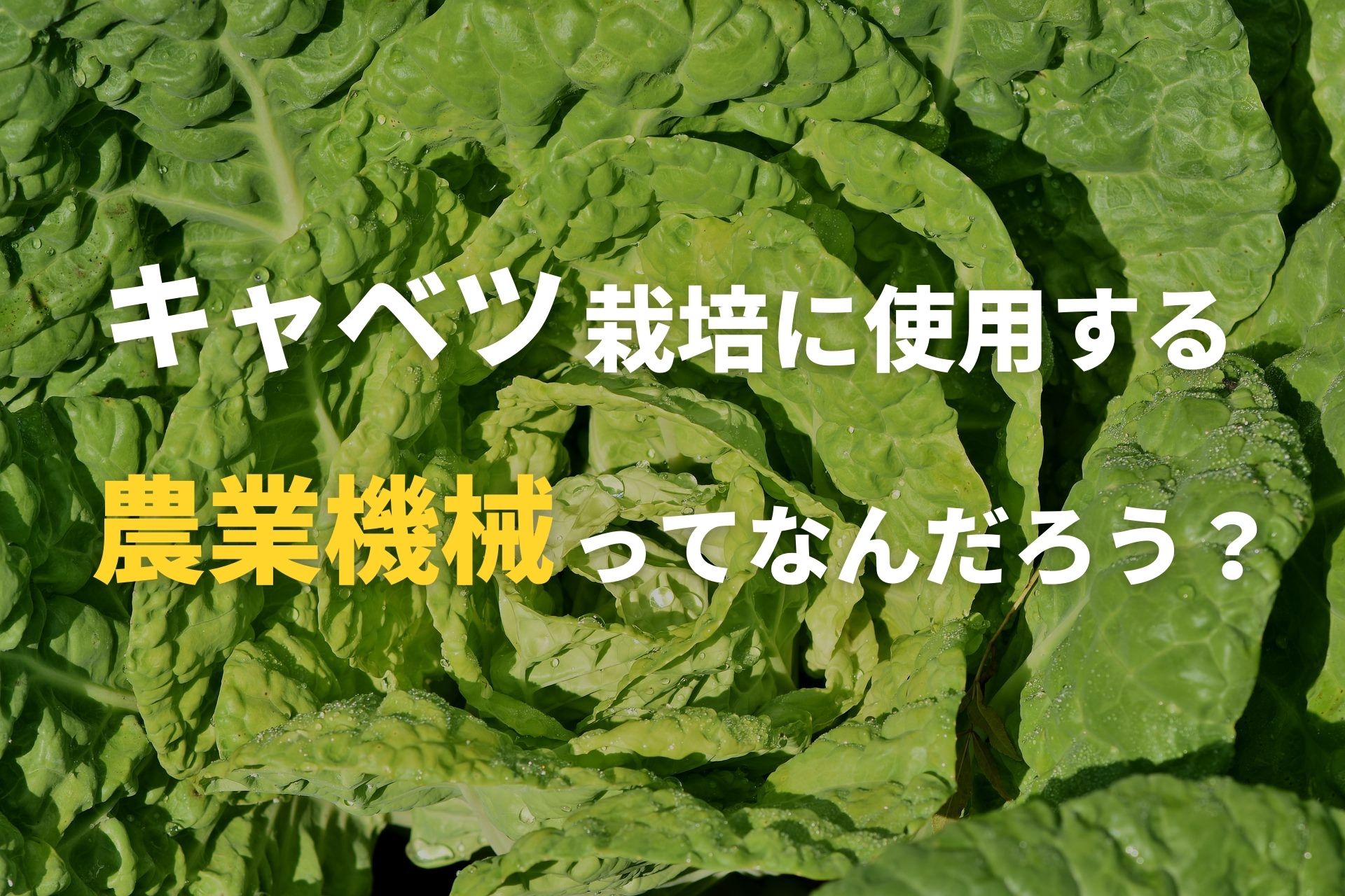 キャベツを育てるときに使う農業機械ってなんだろう 野菜の育て方 ノウキナビブログ