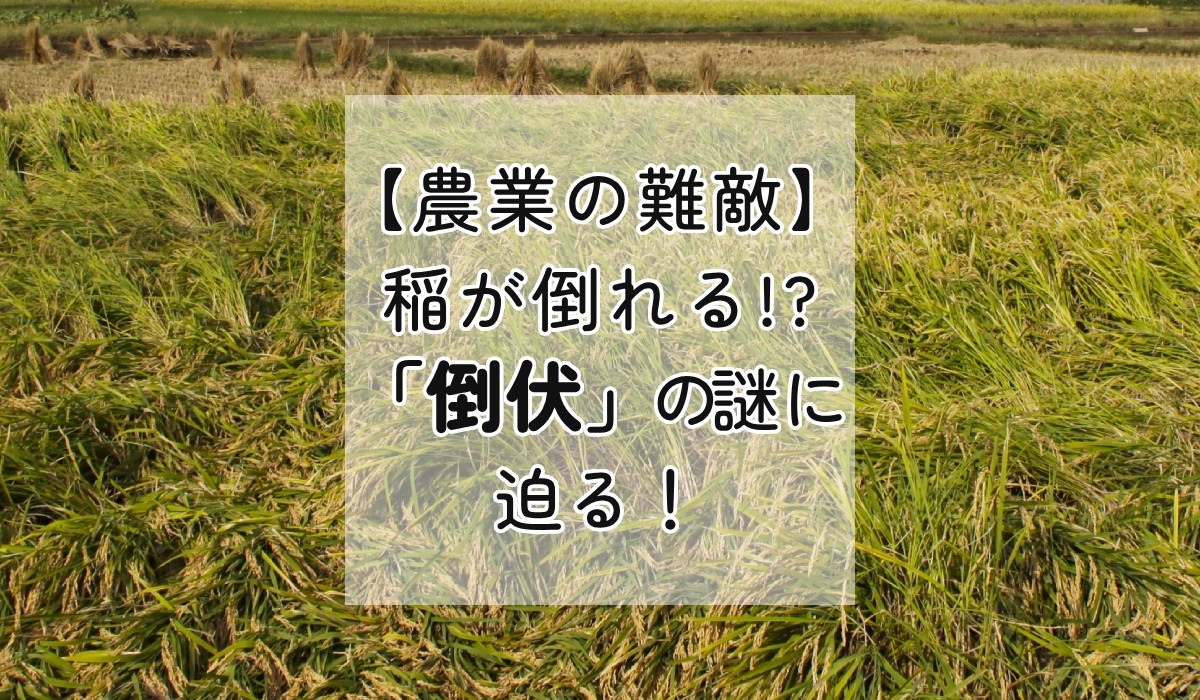 【農業の難敵】稲が倒れる！？「倒伏」の謎に迫る！