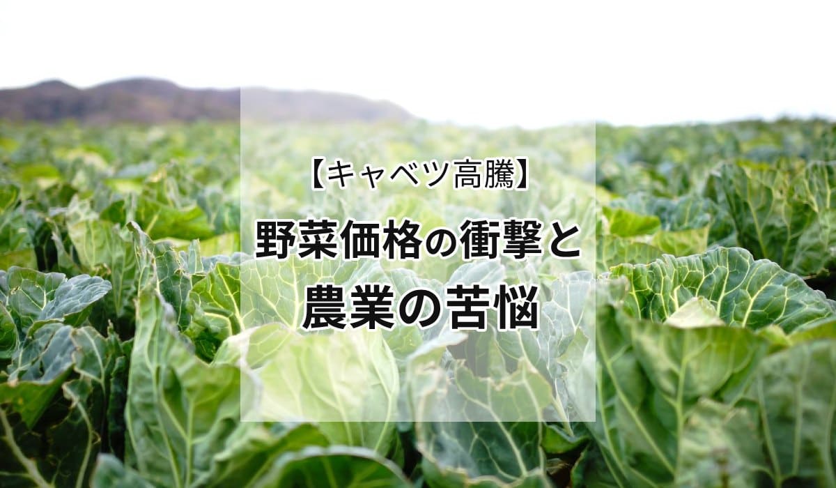 【キャベツ高騰】野菜価格の衝撃と農業の苦悩